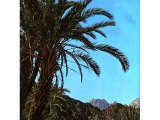 Date palms near Mt. Sinai.